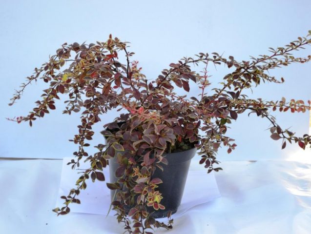 Barberry Thunberg Coronita (Coronita)