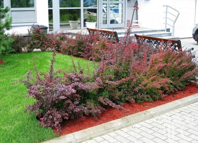 Barberry Thunberg Coronita (Coronita)