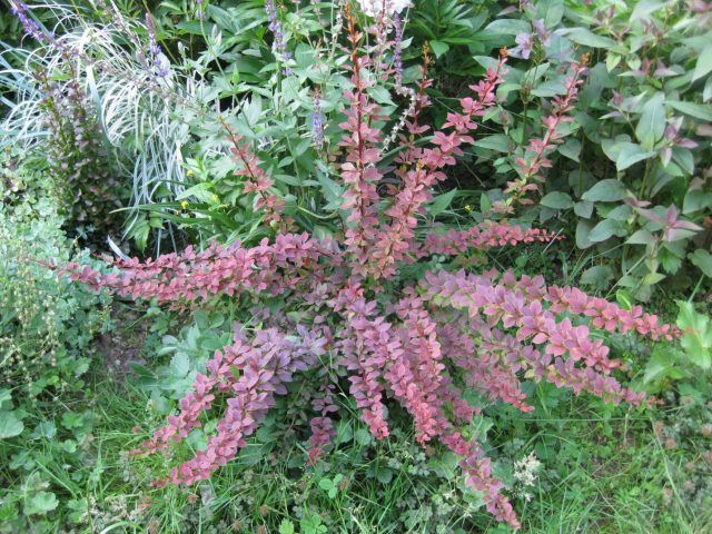 Barberry Thunberg Coronita (Coronita)