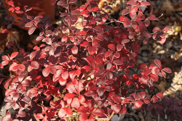 Barberry Thunberg Darts Red Lady (Darts Red Lady)