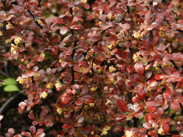 Barberry Thunberg Darts Red Lady (Darts Red Lady)