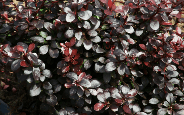 Barberry Thunberg Darts Red Lady (Darts Red Lady)