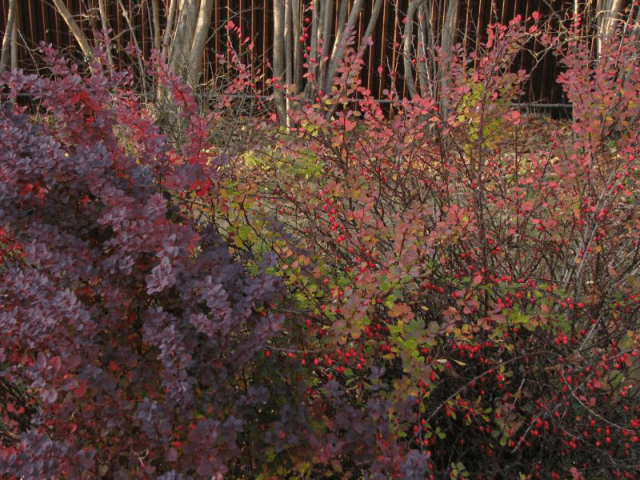 Barberry Thunberg Darts Red Lady (Darts Red Lady)