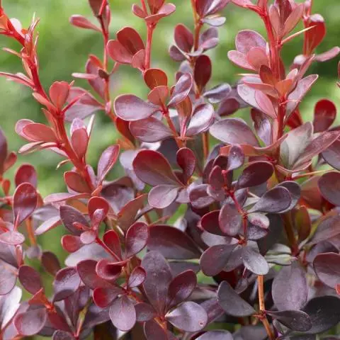 Barberry Thunberg Darts Red Lady (Dart&#8217;s Red Lady)