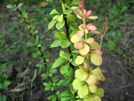 Barberry Thunberg Erekta (Berberis thunbergii Erecta)