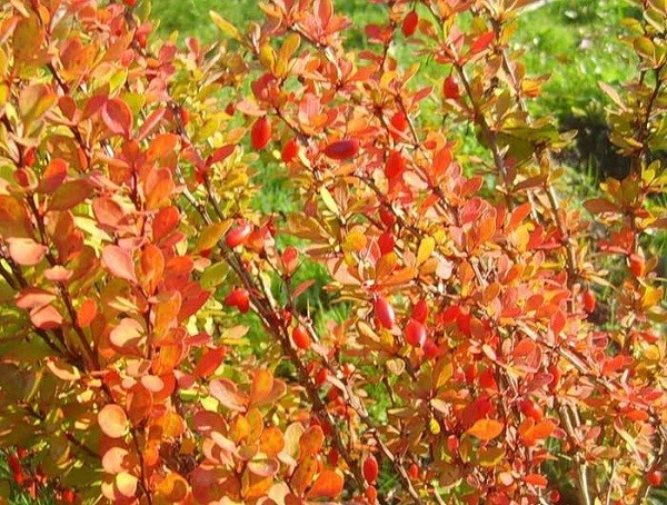 Barberry Thunberg Erekta (Berberis thunbergii Erecta)