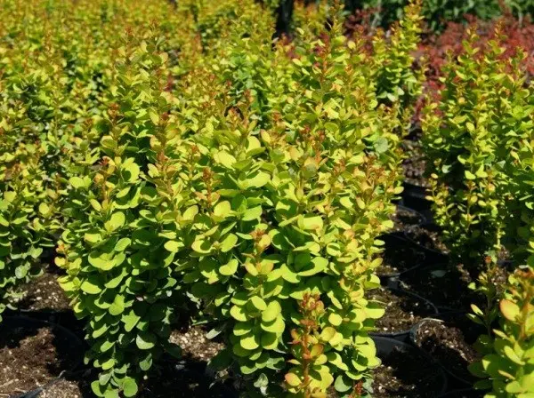 Barberry Thunberg Erekta (Berberis thunbergii Erecta)