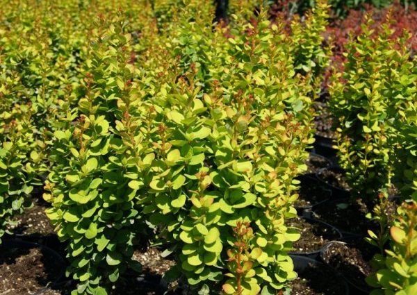 Barberry Thunberg Erekta (Berberis thunbergii Erecta)