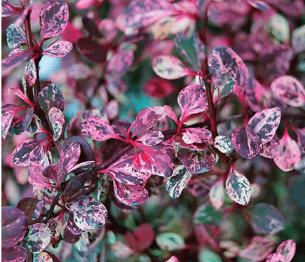 Barberry Thunberg Flamingo (Berberis thunbergii Flamingo)