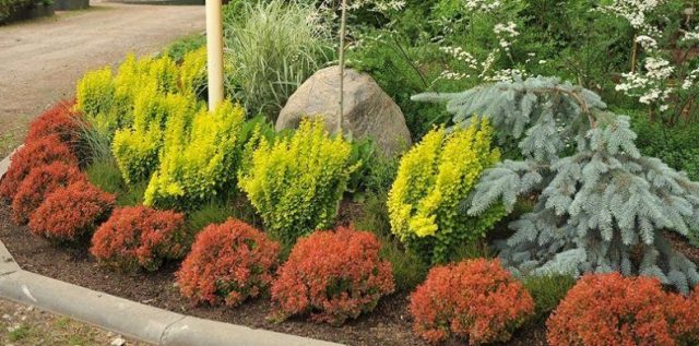 Barberry Thunberg Flamingo (Berberis thunbergii Flamingo)