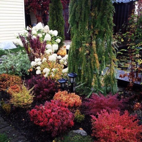 Barberry Thunberg Flamingo (Berberis thunbergii Flamingo)