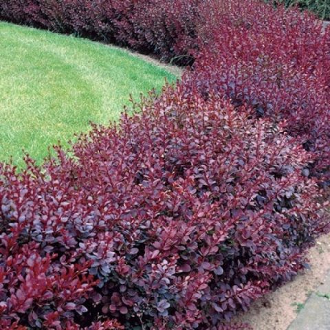 Barberry Thunberg Flamingo (Berberis thunbergii Flamingo)