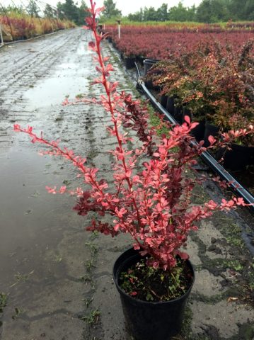 Barberry Thunberg Flamingo (Berberis thunbergii Flamingo)