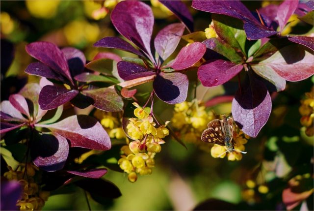 Barberry Thunberg Flamingo (Berberis thunbergii Flamingo)