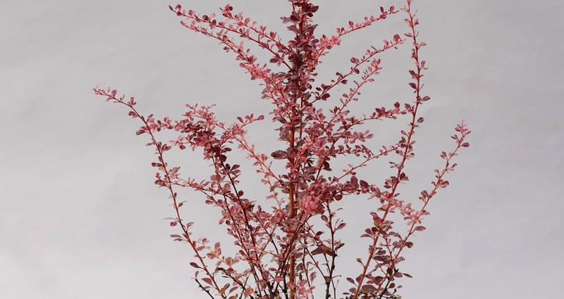 Barberry Thunberg Flamingo (Berberis thunbergii Flamingo)