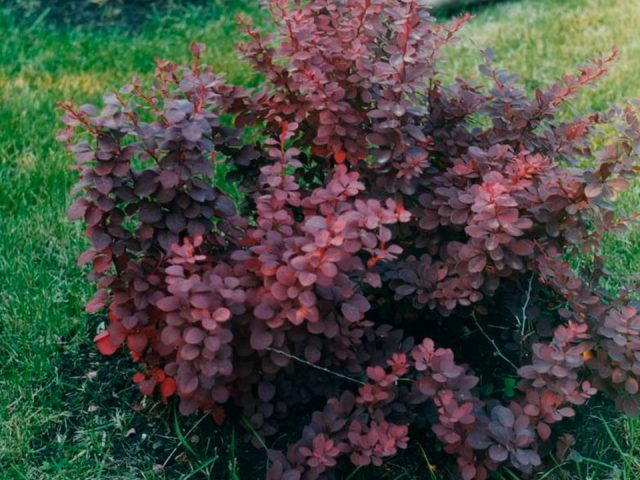 Barberry Thunberg Flamingo (Berberis thunbergii Flamingo)