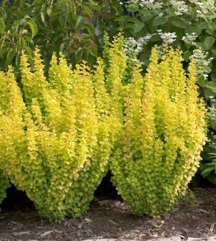 Barberry Thunberg Golden Rocket (Berberis thunbergii Golden Rocket)