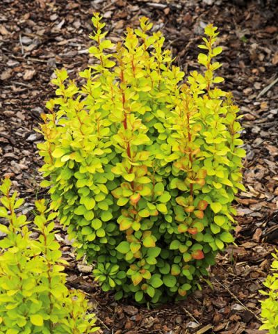 Barberry Thunberg Golden Rocket (Berberis thunbergii Golden Rocket)