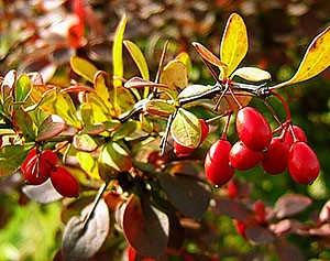 Barberry Thunberg Golden Rocket (Berberis thunbergii Golden Rocket)