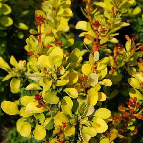 Barberry Thunberg Golden Rocket (Berberis thunbergii Golden Rocket)