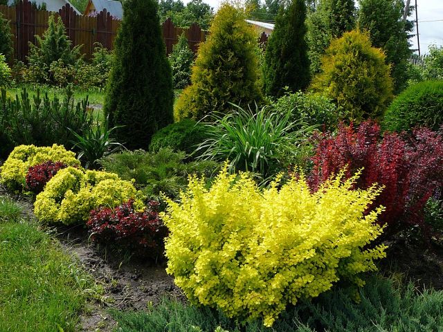 Barberry Thunberg Golden Rocket (Berberis thunbergii Golden Rocket)