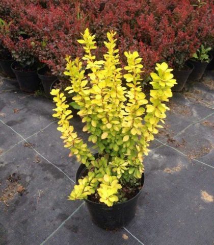 Barberry Thunberg Golden Rocket (Berberis thunbergii Golden Rocket)