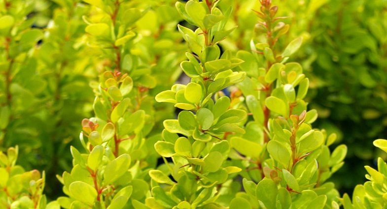 Barberry Thunberg Golden Rocket (Berberis thunbergii Golden Rocket)