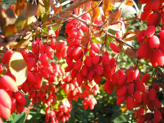 Barberry Thunberg Golden Rocket (Berberis thunbergii Golden Rocket)