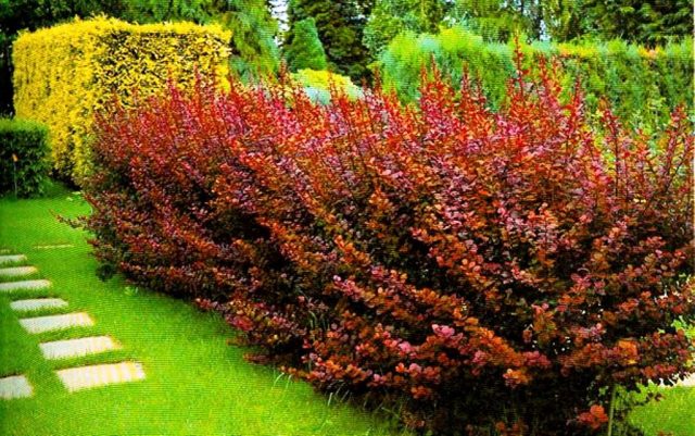 Barberry Thunberg Golden Rocket (Berberis thunbergii Golden Rocket)