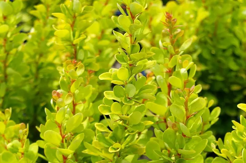 Barberry Thunberg Golden Rocket (Berberis thunbergii Golden Rocket)