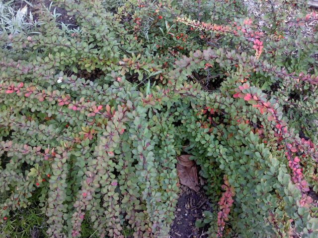 Barberry Thunberg Green Carpet