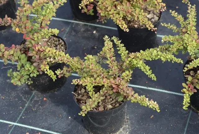 Barberry Thunberg Green Carpet