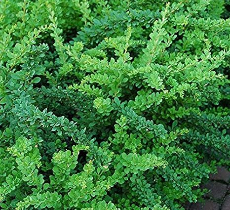 Barberry Thunberg Green Carpet