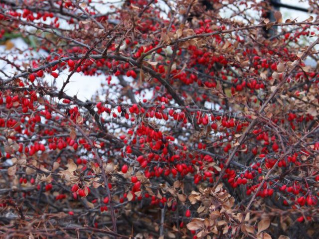 Barberry Thunberg Green Carpet