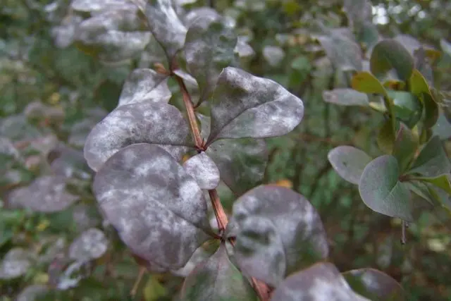 Barberry Thunberg Green Carpet