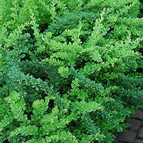 Barberry Thunberg Green Carpet