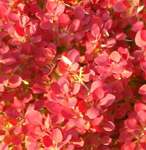 Barberry Thunberg Lutin Rouge (Berberis thunbergii Lutin Rouge)