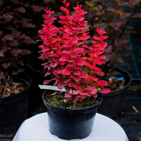 Barberry Thunberg Lutin Rouge (Berberis thunbergii Lutin Rouge)