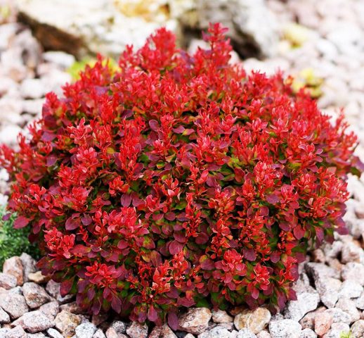 Barberry Thunberg Lutin Rouge (Berberis thunbergii Lutin Rouge)