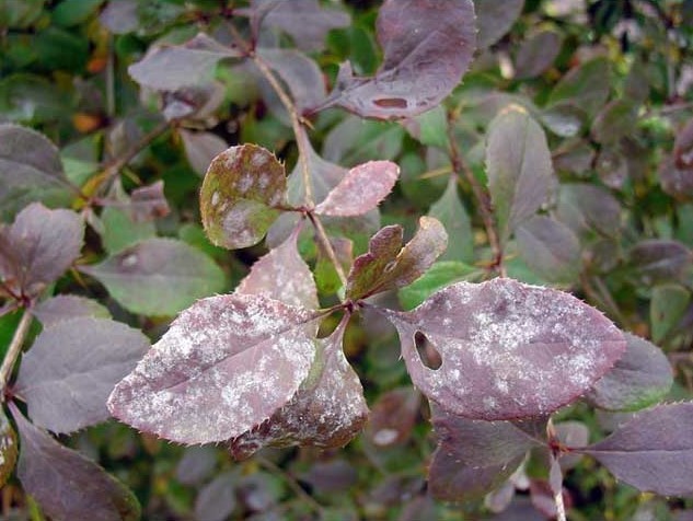 Barberry Thunberg Lutin Rouge (Berberis thunbergii Lutin Rouge)