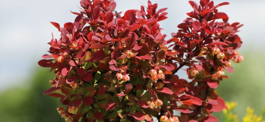 Barberry Thunberg Lutin Rouge (Berberis thunbergii Lutin Rouge)