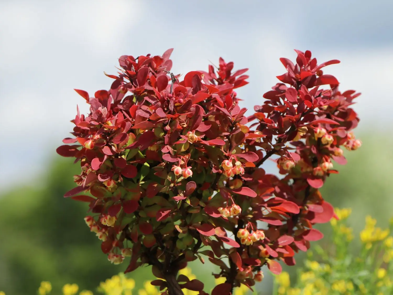 Barberry Thunberg Lutin Rouge (Berberis thunbergii Lutin Rouge)