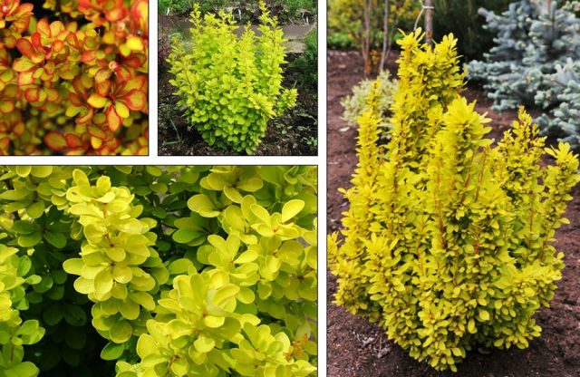 Barberry Thunberg Maria (Berberis Thunbergii Maria)