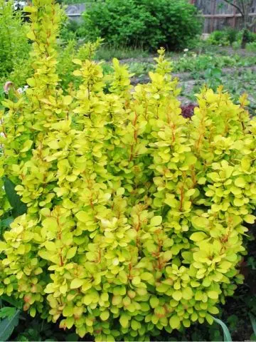 Barberry Thunberg Maria (Berberis Thunbergii Maria)