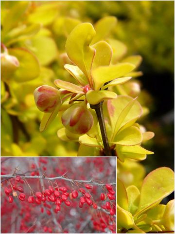 Barberry Thunberg Maria (Berberis Thunbergii Maria)