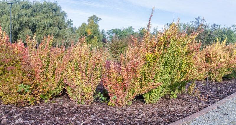 Barberry Thunberg Maria (Berberis Thunbergii Maria)