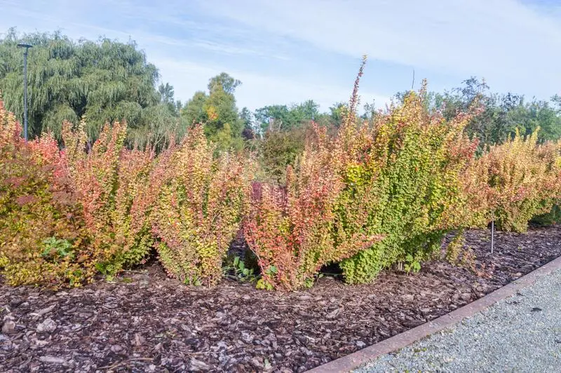 Barberry Thunberg Maria (Berberis Thunbergii Maria)