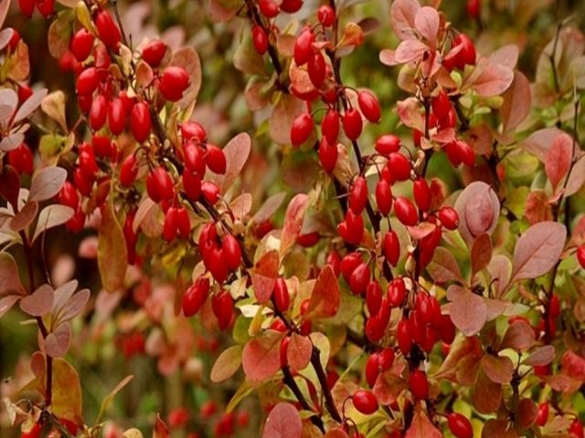 Barberry Thunberg Red Pillar