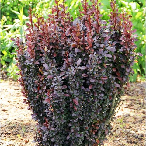 Barberry Thunberg Red Pillar