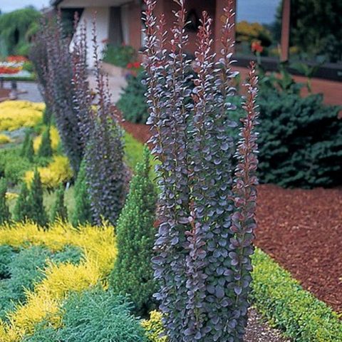 Barberry Thunberg Red Pillar